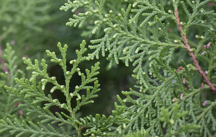 側(cè)柏葉提取物