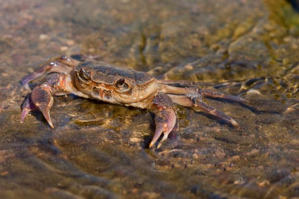 杜仲飼料添加劑