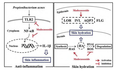 羥基積雪草苷皮膚水合作用機制