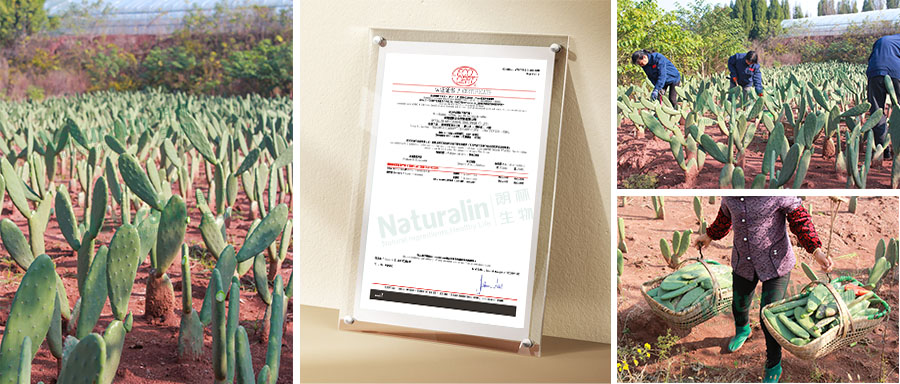 有機仙人掌 有機仙人掌